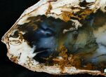 Brilliant Hubbard Basin Petrified Wood Slab - x #5023-1